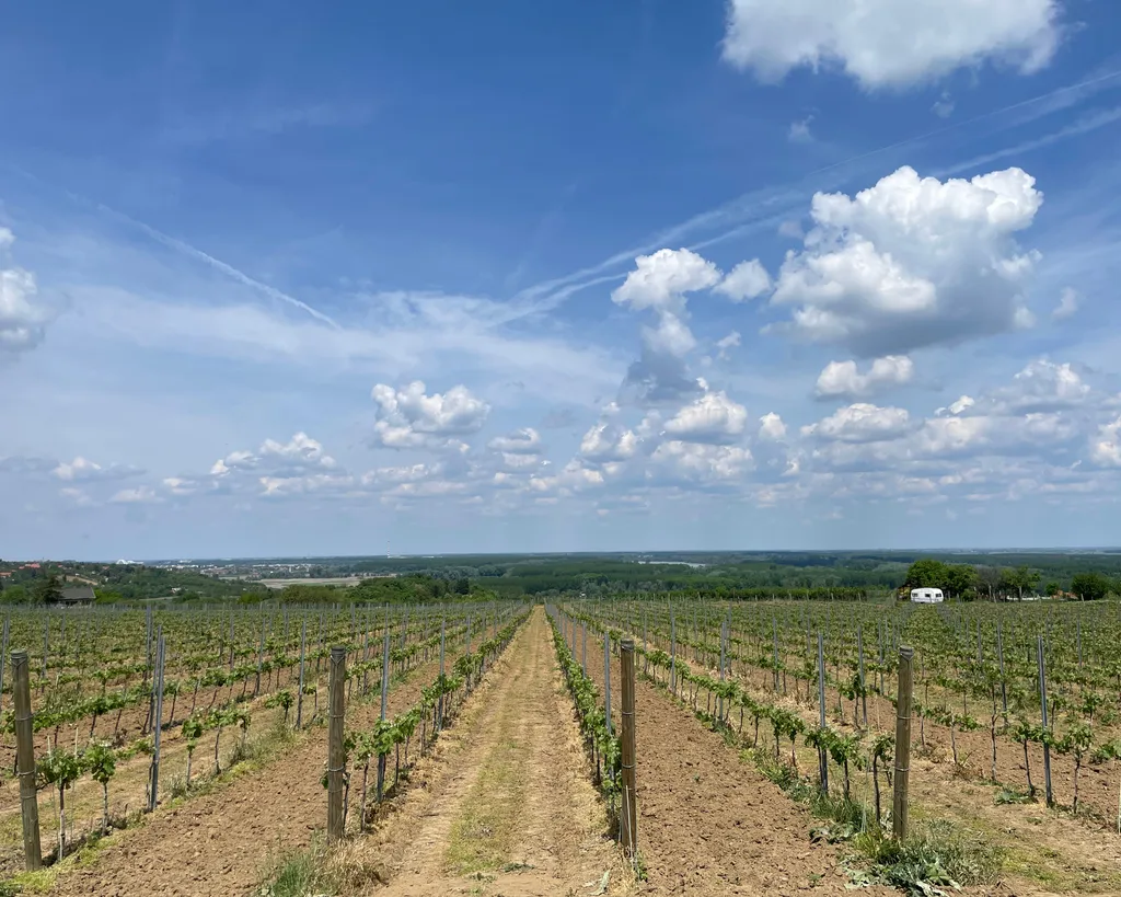 Grapes in the south part of Vojvodina